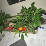 061209foto113b