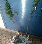 22102010NARK1S