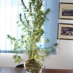 22092011ionia-nhsiaB1