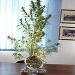 22092011ionianhsiaS1