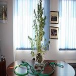 22092011ionianhsiaS2