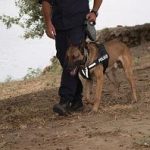 12082012-k9evros4s