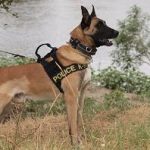 12082012-k9evros5s