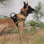 12082012-k9evros5
