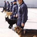 k9skyloi1