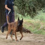 k9skyloi12