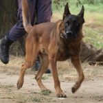 k9skyloi12s