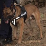 k9skyloi13s