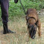 k9skyloi14s