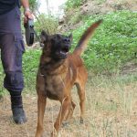 k9skyloi15