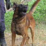 k9skyloi15s