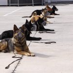 k9skyloi2