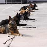k9skyloi2s
