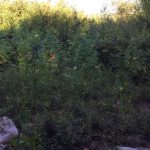 19072018futeia002