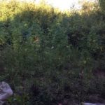 19072018futeia002s