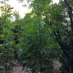20072018peloponnisosfuteia001