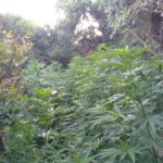 22062019kritinark007s
