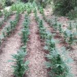 26062019kritifyteia002s