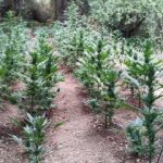26062019kritifyteia003s