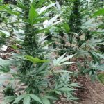 26062019kritifyteia006s