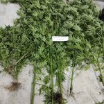 30072020argolida003