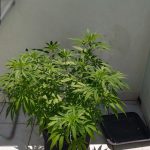 23082020voreioaigaio004