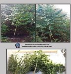 31082020narktrikalas
