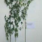 02092020kritinark001s