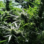 03092020fyteiakriti003