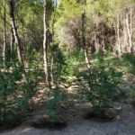 04092020gadafyteia001s