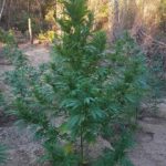04092020gadafyteia003s