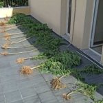 05092020anmadra001s
