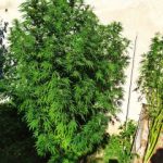 07092020dytikimakedonia001s