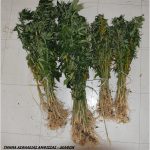 07092020kannabhfvkida004