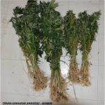 07092020kannabhfvkida004s