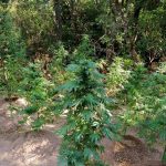 07092020messinia001