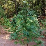 07092020messinia002