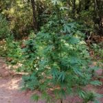 07092020messinia002s