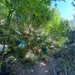 08092020kannabhkalabryta001