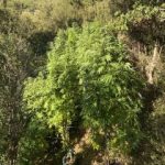 08092020kannabhkalabryta003s