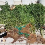 11092020kannavhmarathona