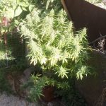 07102020dendrullia002