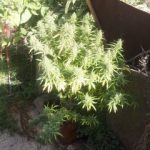 07102020dendrullia002s