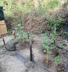 29062021narkkerkuras