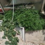 30062021dendrylliagada001s