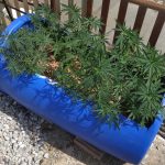 30062021dendrylliagada002