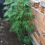 30062021dendrylliagada003