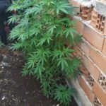 30062021dendrylliagada003s