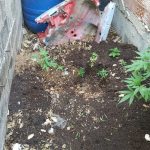 30062021dendrylliagada004
