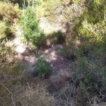 30062021dendryllianotio002